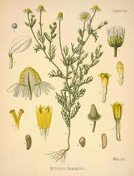 chamomilla_scheda_botanica.jpeg