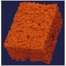 spugnetta_retinata.jpg