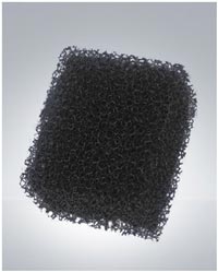 spugnetta_retinata_2.jpg