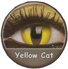 yellow_cat.jpg