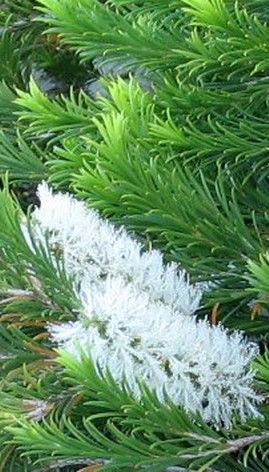 pianta_tea-tree_2.jpg