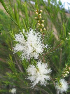 pianta_tea-tree_4.jpg